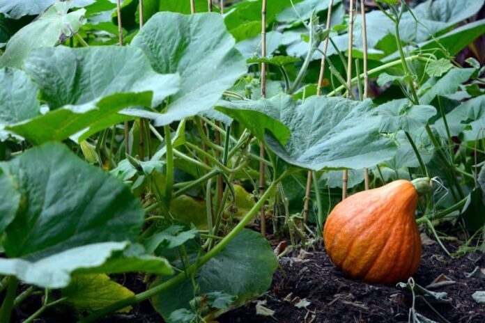 What Does A Pumpkin Plant Look Like