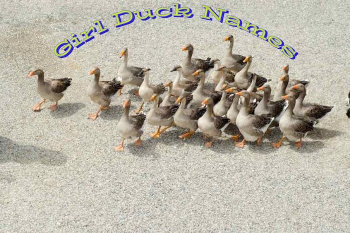 Girl Duck Names